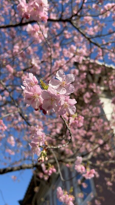 岐阜結婚式場・迎賓館サクラヒルズ川上別荘